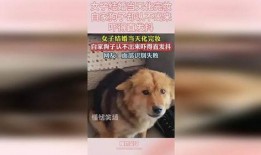 狗子今日爆料视频下载,今日热点事件深度解析