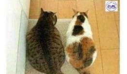 娱乐吃瓜君猫咪瘫痪,娱乐吃瓜君带你揭秘背后的故事