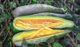 ks网红吃瓜,KS平台上的热门事件深度剖析