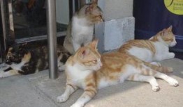 娱乐吃瓜君猫咪瘫痪,娱乐吃瓜君带你揭秘背后的故事