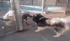 虎子爆料徒弟视频在线观看,揭秘幕后精彩瞬间