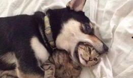 新手训猫小爆料视频,揭秘猫咪行为背后的秘密