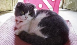 新手训猫小爆料视频,揭秘猫咪行为背后的秘密