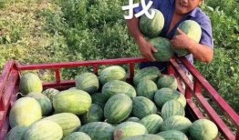 哪里吃娱乐圈的瓜,揭秘明星们的幕后故事与幕后操作