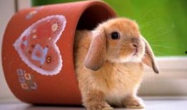 蛋仔兔子爆料视频大全最新,揭秘最新游戏动态与精彩瞬间