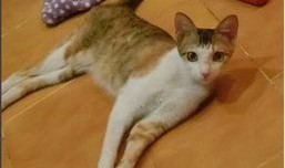 娱乐吃瓜君猫咪瘫痪,娱乐吃瓜君带你揭秘背后的故事