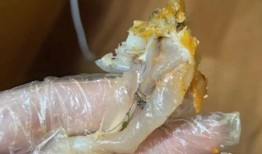 牛蛙爆料畸形视频播放,揭示生态危机下的生物变异之谜