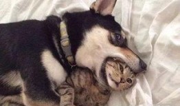 狗子今日爆料视频下载,今日热点事件深度解析