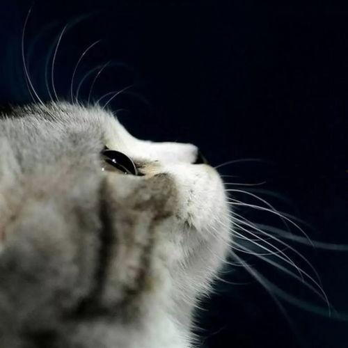 娱乐吃瓜酱小猫咪被吓